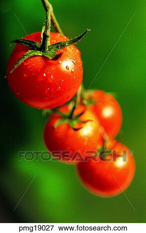 Stock Photo - vegetables, farm products, indoor, cherry tomato, moisture, agricultural products. Fotosearch