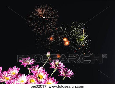 Stock Photo - chrysanthemum, flower, neon, night, flame, blaze, spark. Fotosearch