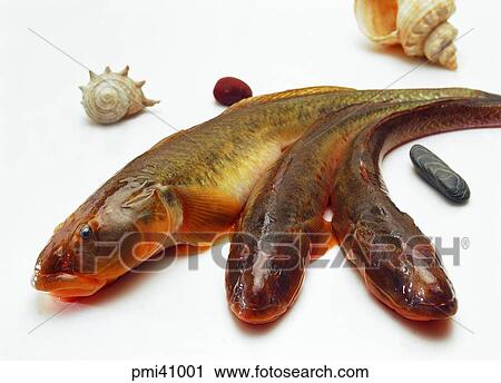 Stock Image - goby, fish, living thing, fish, three animals, conch. Fotosearch