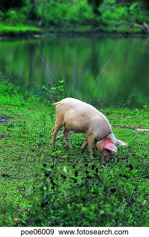 domestic animals, animals, pig, grassland, plain, field, ranch View Large Photo Image Stock Photo - domestic animals, animals, pig, grassland, plain, field, ranch. Fotosearch