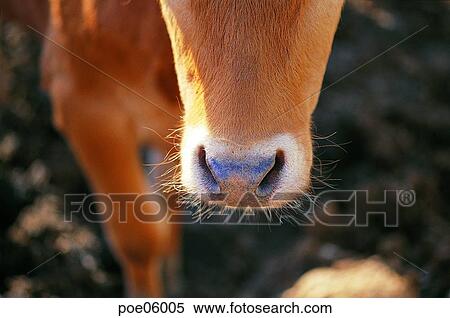 Stock Photography - domestic animals, animals, stock farming, cattle breeding, cattle, cow. Fotosearch