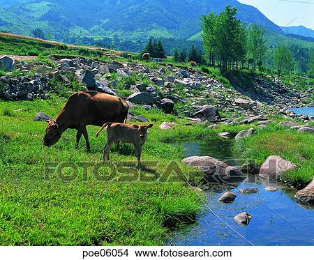Picture - domestic animals, animals, two animals, grassland, plain, field, ranch. Fotosearch