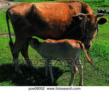 domestic animals, animals, two animals, grassland, plain, field, ranch View Large Photo Image Stock Image - domestic animals, animals, two animals, grassland, plain, field, ranch. Fotosearch