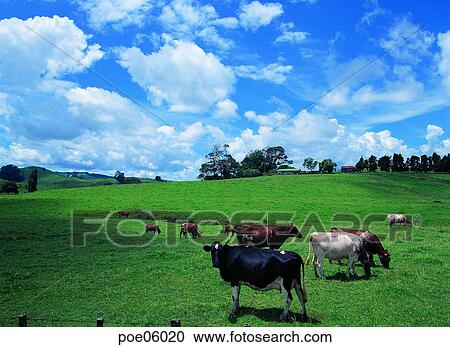 domestic animals, cloud, animals, grassland, plain, field, ranch View Large Photo Image Stock Image - domestic animals, cloud, animals, grassland, plain, field, ranch. Fotosearch