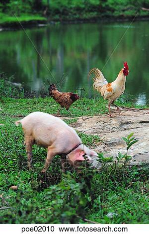 Stock Image - domestic animals, farm village, agricultural district, chicken, animals, pig, ranch. Fotosearch