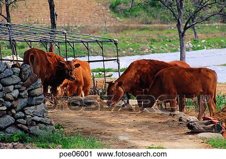domestic animals, farm village, agricultural district, animals, ranch, stock farming, cattle breeding View Large Photo Image Stock Image - domestic animals, farm village, agricultural district, animals, ranch, stock farming, cattle breeding. Fotosearch