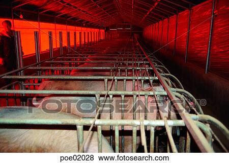 Stock Photo - domestic animals, farm village, agricultural district, animals, pig, outdoor. Fotosearch