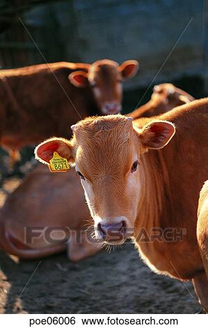 domestic animals, label, tag, animals, animal head, stock farming, cattle breeding View Large Photo Image Stock Photograph - domestic animals, label, tag, animals, animal head, stock farming, cattle breeding. Fotosearch