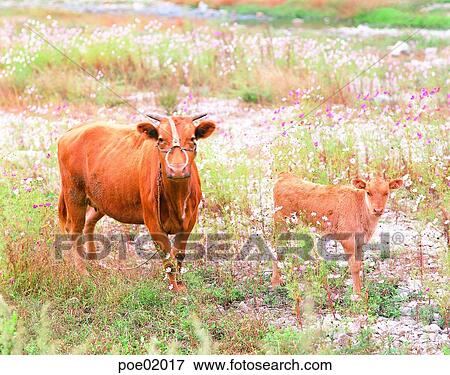 plain, domestic animals, grassland, two animals, animals, field, autumn View Large Photo Image Stock Photo - plain, domestic animals, grassland, two animals, animals, field, autumn. Fotosearch