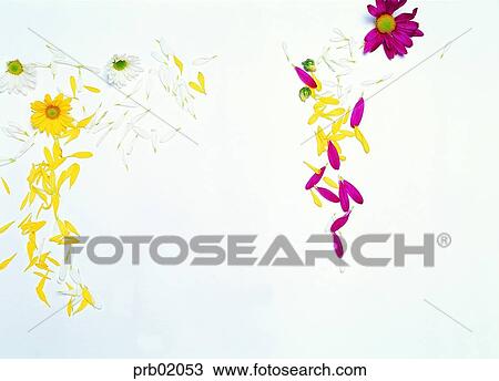 flower leaf, background, objects, things, articles, indoor View Large Photo Image Stock Image - flower leaf, background, objects, things, articles, indoor. Fotosearch