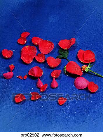 Stock Image - flower leaf, soft, objects, things, articles, indoor. Fotosearch