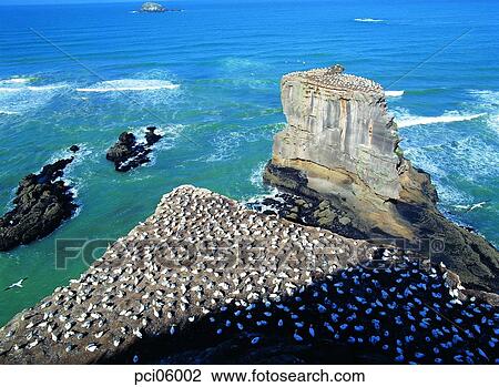 rocky island, gull, several birds, landscape, scenery, scene, view View Large Photo Image Stock Image - rocky island, gull, several birds, landscape, scenery, scene, view. Fotosearch
