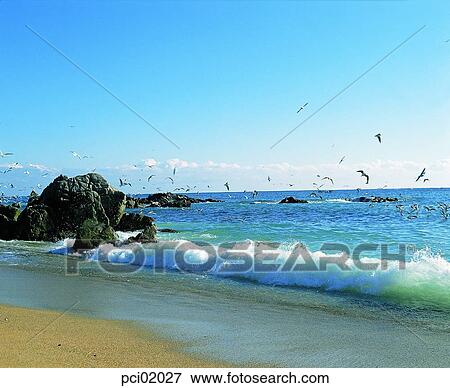 sea, gull, birds, several birds, landscape, scenery, scene View Large Photo Image Stock Photo - sea, gull, birds, several birds, landscape, scenery, scene. Fotosearch