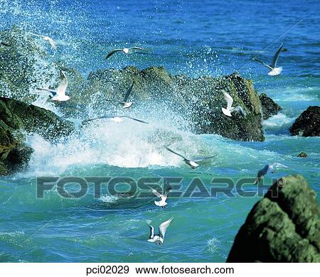 sea, gull, birds, several birds, animal, landscape, scenery View Large Photo Image Stock Photo - sea, gull, birds, several birds, animal, landscape, scenery. Fotosearch