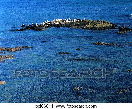 sea, gull, several birds, birds, bird, water bird, aquatic bird View Large Photo Image Stock Image - sea, gull, several birds, birds, bird, water bird, aquatic bird. Fotosearch