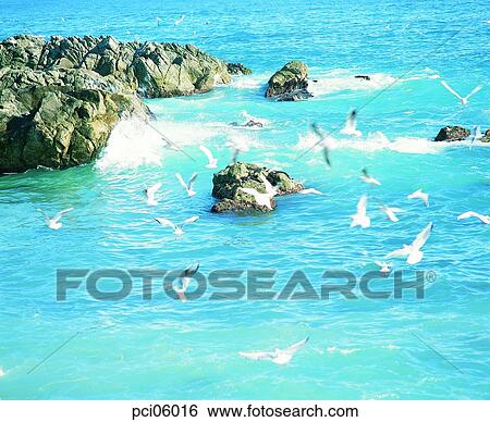 sea, gull, several birds, birds, bird, landscape, scenery View Large Photo Image Stock Photograph - sea, gull, several birds, birds, bird, landscape, scenery. Fotosearch
