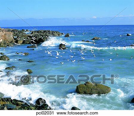 sea, sea, gull, birds, several birds, landscape, scenery View Large Photo Image Stock Image - sea, sea, gull, birds, several birds, landscape, scenery. Fotosearch