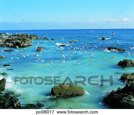 seaside, beach, seashore, gull, birds, bird, several birds View Large Photo Image Stock Photo - seaside, beach, seashore, gull, birds, bird, several birds. Fotosearch