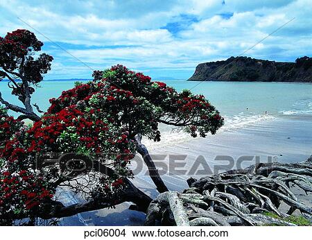 seaside, beach, seashore, tree, a tree, landscape, scenery View Large Photo Image Picture - seaside, beach, seashore, tree, a tree, landscape, scenery. Fotosearch