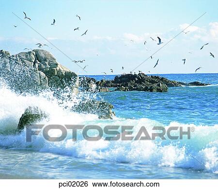 wave, sea, seashore, coast, beach, gull, birds View Large Photo Image Stock Photograph - wave, sea, seashore, coast, beach, gull, birds. Fotosearch