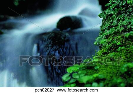 moss, landscape, scenery, scene, view, valley, canyon View Large Photo Image Stock Photo - moss, landscape, scenery, scene, view, valley, canyon. Fotosearch