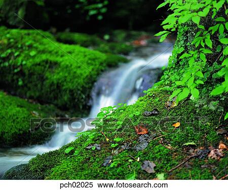 moss, plant, landscape, scenery, scene, view, valley View Large Photo Image Stock Photography - moss, plant, landscape, scenery, scene, view, valley. Fotosearch