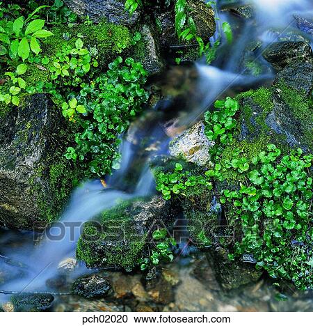 moss, plant, valley, canyon, valley, canyon, brook View Large Photo Image Stock Image - moss, plant, valley, canyon, valley, canyon, brook. Fotosearch