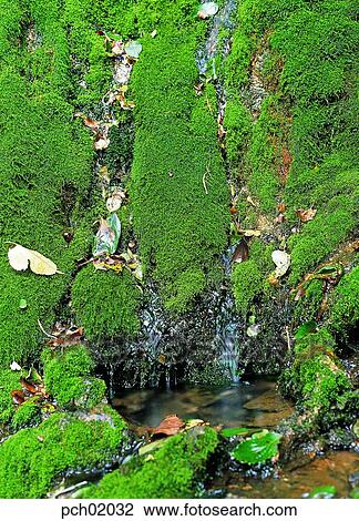 moss, valley, canyon, landscape, scenery, scene, view View Large Photo Image Stock Image - moss, valley, canyon, landscape, scenery, scene, view. Fotosearch