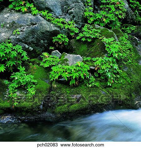 valley, canyon, stone and maple, plant, landscape, scenery, scene View Large Photo Image Stock Image - valley, canyon, stone and maple, plant, landscape, scenery, scene. Fotosearch