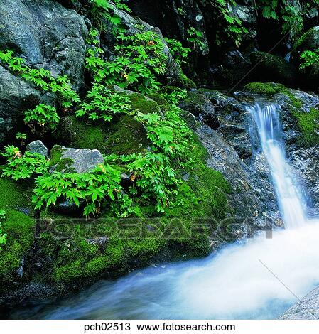 valley, canyon, valley, canyon, summer, stone and maple, plant View Large Photo Image Stock Image - valley, canyon, valley, canyon, summer, stone and maple, plant. Fotosearch