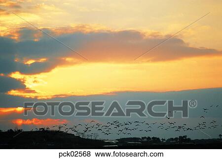red sky, sunrise, sunset, cloud, sky, sunset, sundown View Large Photo Image Stock Photo - red sky, sunrise, sunset, cloud, sky, sunset, sundown. Fotosearch