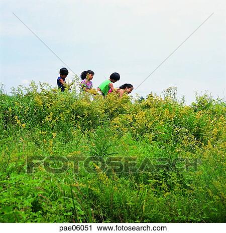 children, child, kid, nature studying, nature learning, wild flower, field flower View Large Photo Image Stock Image - children, child, kid, nature studying, nature learning, wild flower, field flower. Fotosearch