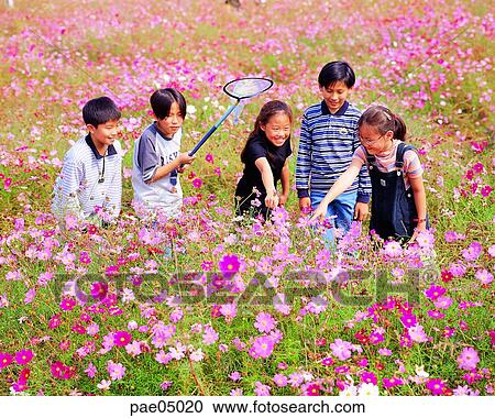 insect collecting, butterfly catcher, cosmos, flower field, children, child, kid View Large Photo Image Stock Image - insect collecting, butterfly catcher, cosmos, flower field, children, child, kid. Fotosearch