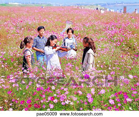 musical instrument performing, violin, cosmos, flower field, person, friends, several people View Large Photo Image Stock Photo - musical instrument performing, violin, cosmos, flower field, person, friends, several people. Fotosearch