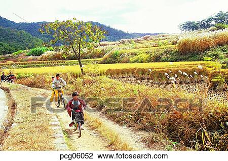 Stock Image - riding a bike, riding a bicycle, bike, bicycle, country, countryside, farm village. Fotosearch