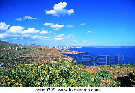 Sounion, hill, field, flower, flowers, flower, flowers View Large Photo Image Stock Photo - Sounion, hill, field, flower, flowers, flower, flowers. Fotosearch