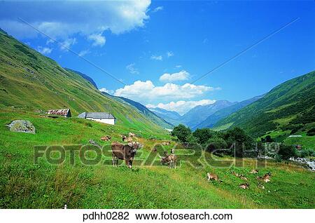 Stock Image - domestic animals, plateau, suburb, suburb district, nations, tree, day. Fotosearch