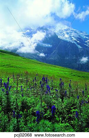 high mountain, plateau, suburb, suburb district, cloud, nations, day View Large Photo Image Stock Photo - high mountain, plateau, suburb, suburb district, cloud, nations, day. Fotosearch