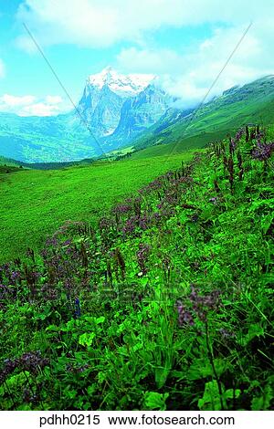 Stock Photography - high mountain, plateau, suburb, suburb district, cloud, nations, day. Fotosearch