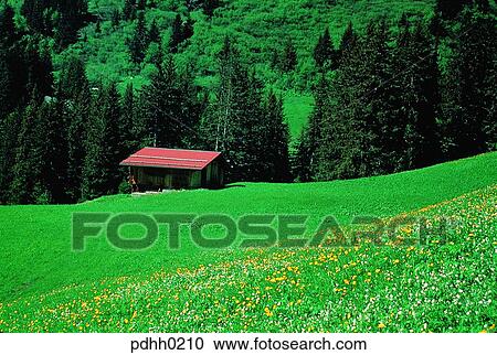 landscape, Swiss, tree, flower, house, field, hill View Large Photo Image Stock Image - landscape, Swiss, tree, flower, house, field, hill. Fotosearch