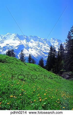 plateau, suburb, suburb district, flower, nations, tree, day View Large Photo Image Picture - plateau, suburb, suburb district, flower, nations, tree, day. Fotosearch