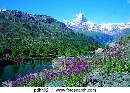 river, nations, tree, snow, Matterhorn, Matterhorn, Matterhorn View Large Photo Image Stock Photo - river, nations, tree, snow, Matterhorn, Matterhorn, Matterhorn. Fotosearch