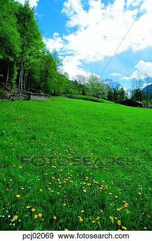 season, suburb, suburb district, cloud, flower, nations, day View Large Photo Image Stock Photo - season, suburb, suburb district, cloud, flower, nations, day. Fotosearch
