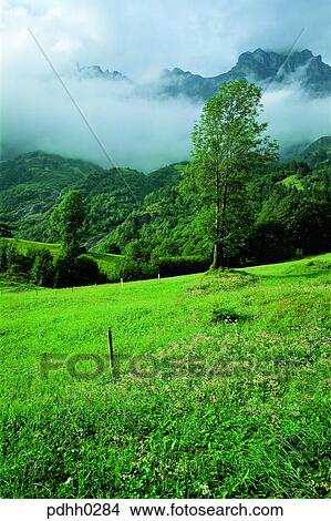suburb, suburb district, cloud, mountain covered by clouds, nations, tree, day View Large Photo Image Picture - suburb, suburb district, cloud, mountain covered by clouds, nations, tree, day. Fotosearch