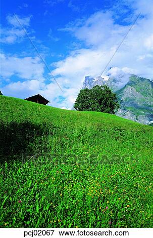 Stock Photo - suburb, suburb district, cloud, nations, tree, day, grass. Fotosearch