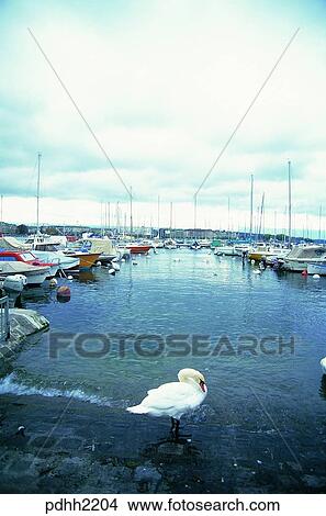 Picture - suburb, suburb district, nations, day, Leman lake, water, ship. Fotosearch
