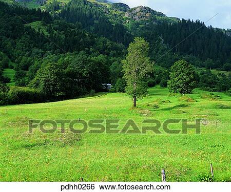 suburb, suburb district, nations, tree, day, ranch View Large Photo Image Stock Photograph - suburb, suburb district, nations, tree, day, ranch. Fotosearch
