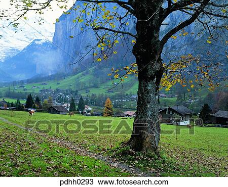 tree, season, nations, suburb district, suburb, day, autumn View Large Photo Image Stock Image - tree, season, nations, suburb district, suburb, day, autumn. Fotosearch