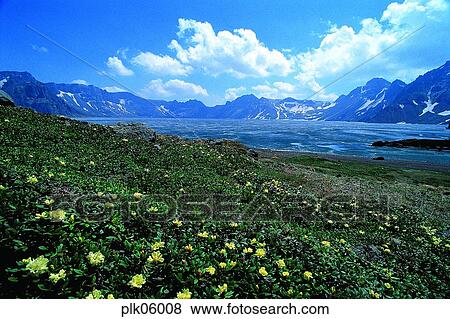 cloud, flower, day, Manbyoungwha, Mt Baekdu, Mt Baekdu spring, Mt Baekdu crater lake View Large Photo Image Stock Photo - cloud, flower, day, Manbyoungwha, Mt Baekdu, Mt Baekdu spring, Mt Baekdu crater lake. Fotosearch