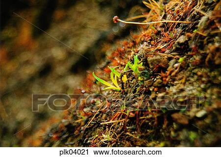 day, Mt Baekdu, spring, bud, bud, plant View Large Photo Image Stock Image - day, Mt Baekdu, spring, bud, bud, plant. Fotosearch